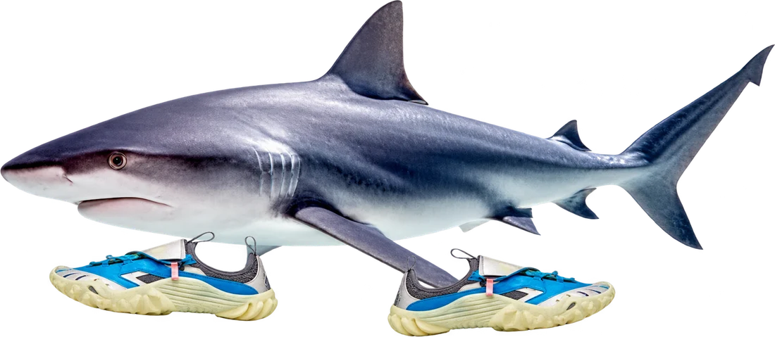 A shark wearing blue and cream Adidas sneakers